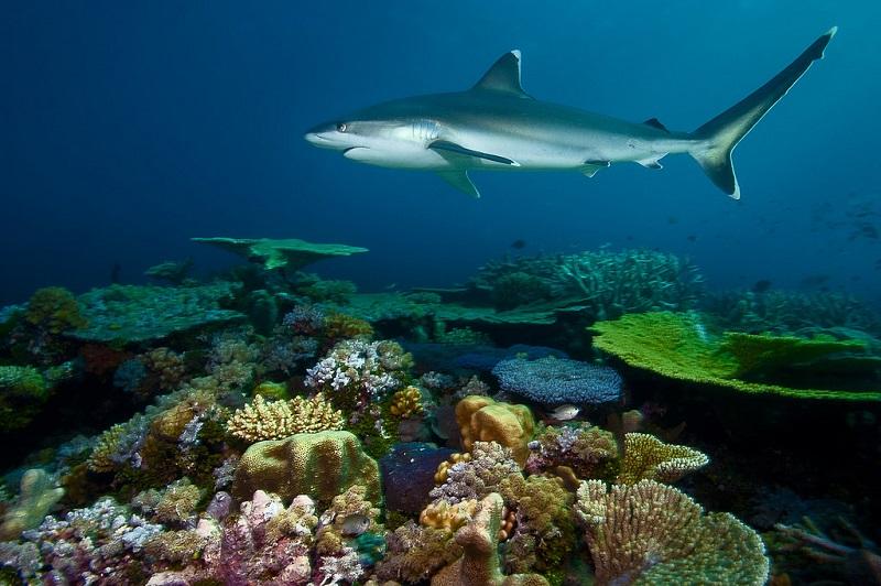 Акула. красота подводного мира