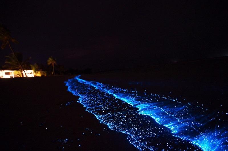 Светящийся пляж на Мальдивах (14 фото)