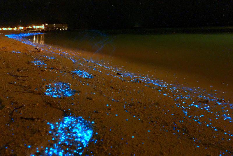 Светящийся пляж на Мальдивах (14 фото)