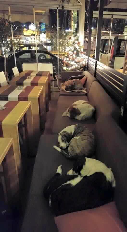 Греческое кафе стало ночлегом для бездомных собак