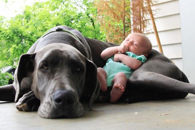 7172310-R3L8T8D-650-cute-big-dogs-and-babies-12