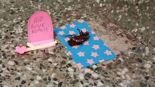 В подъезде техасского университета умер таракан