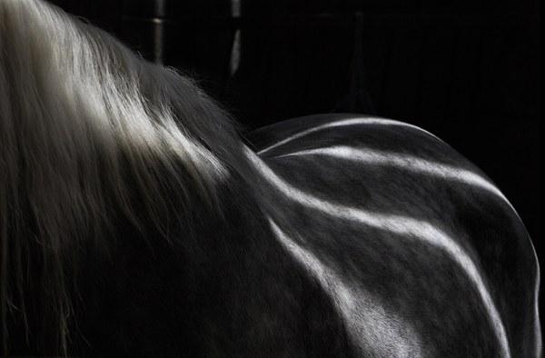 Потрясающие фото лошадей от Тима Флака