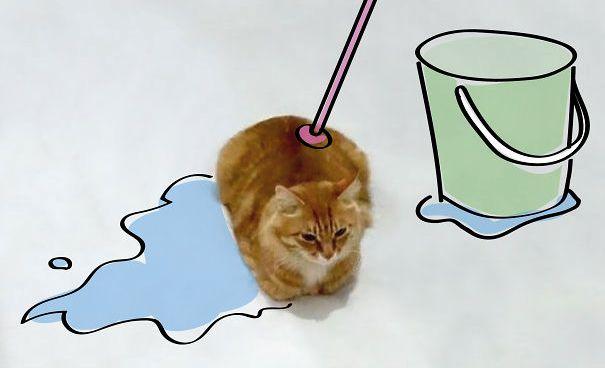 Дорисуй кота: В интернете набирает обороты новый тест на творческие способности
