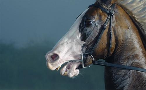 Потрясающие фото лошадей от Тима Флака