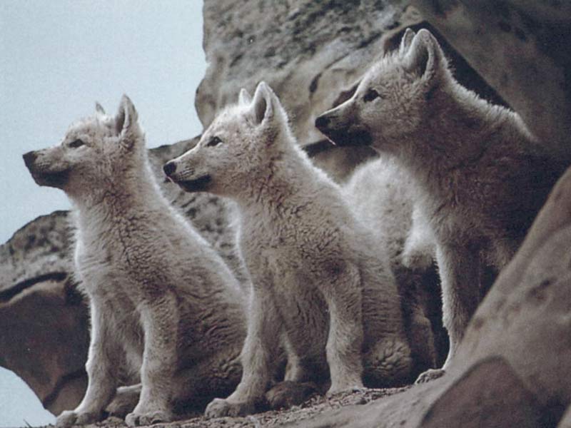 Что мы знаем про волков?