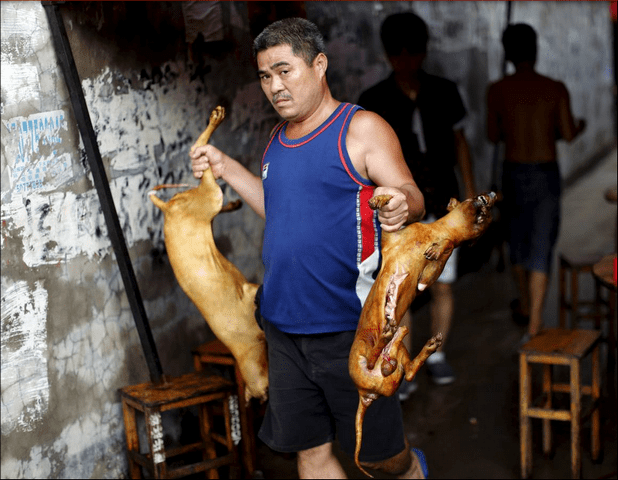 Фестиваль поедания собак в Юлин