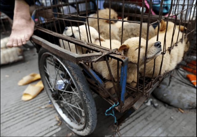 Фестиваль поедания собак в Юлин