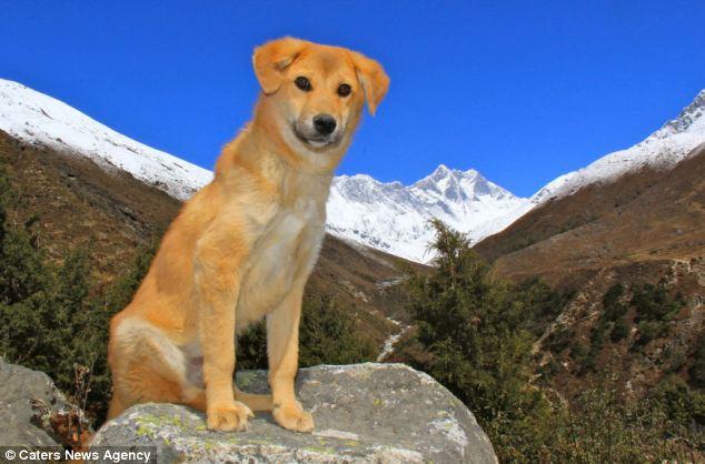 Рупи — первая собака-альпинист, которая покорила Эверест! 
