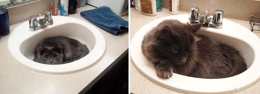 До и после, или как растут кошки
