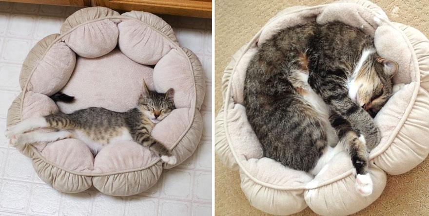 До и после, или как растут кошки