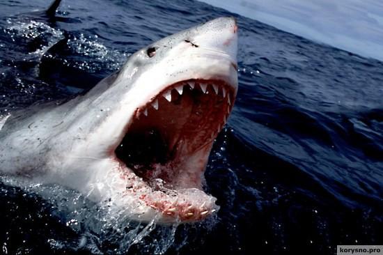 Если акулу извлечь из воды, она будет раздавлена собственным весом