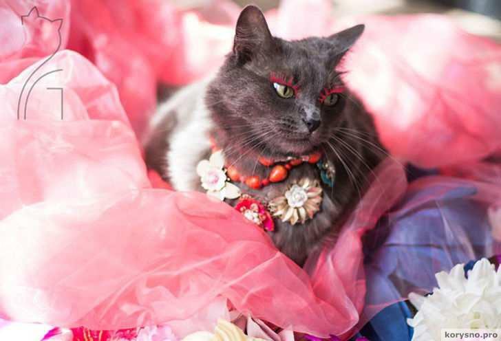 Гламур как стиль жизни: кошка в ярких нарядах завоевывает инстаграм