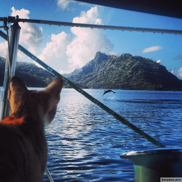 Кругосветное путешествие на лодке вместе с кошкой