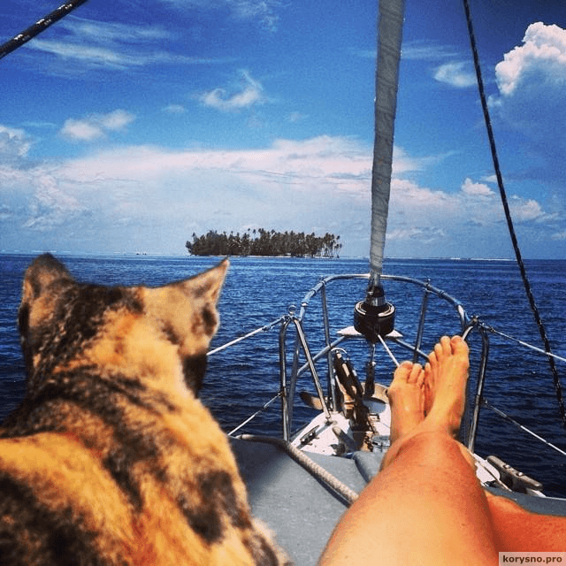 Кругосветное путешествие на лодке вместе с кошкой