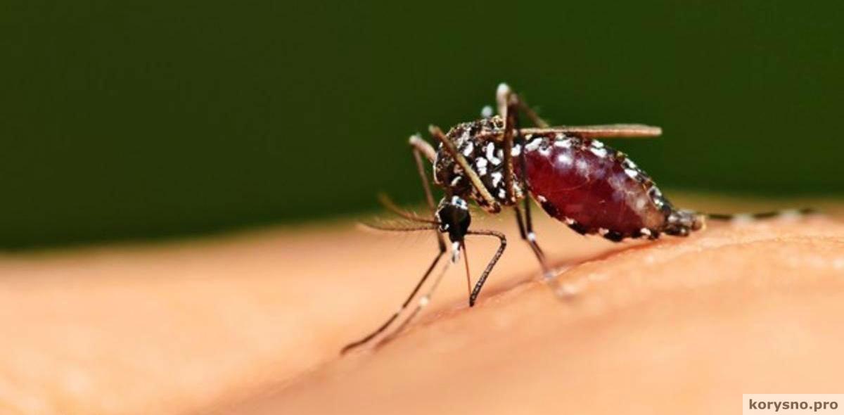 Почему на вас постоянно нападают комары, а на других людей — нет?