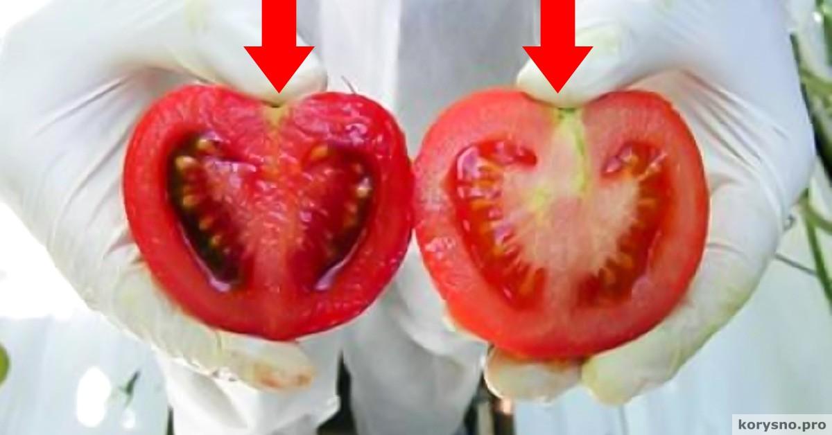 Каждый день мы едим яд! Вот как отличить помидоры с ГМО от натуральных…