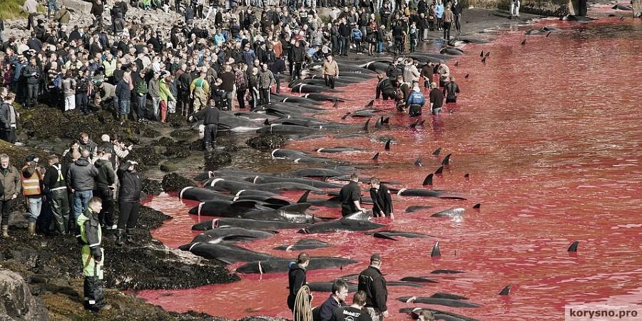 Резня дельфинов и китов на Фарерских островах. ВНИМАНИЕ: Ужасные фото!