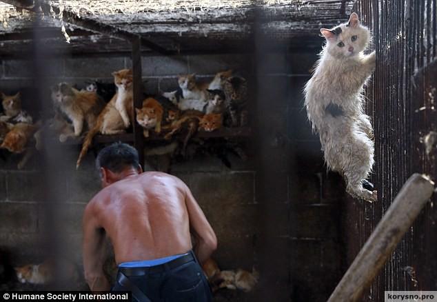 Кошачьи кошмары провинции Гуандун (Китай)