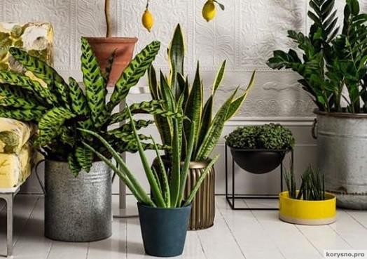 10 растений для идеального микроклимата в доме. ФОТО
