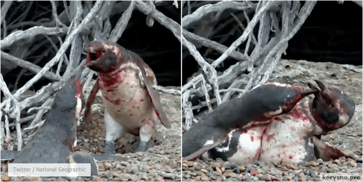Кровавая разборка из-за измены жены показала, что пингвины - они как люди