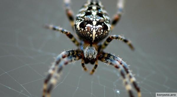 Почему нельзя убивать пауков – легенда или закон природы?