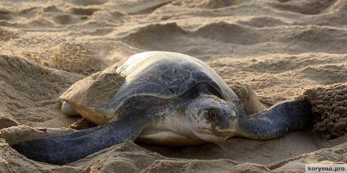 Спасение морской черепахи или очередной пример безответственности людей