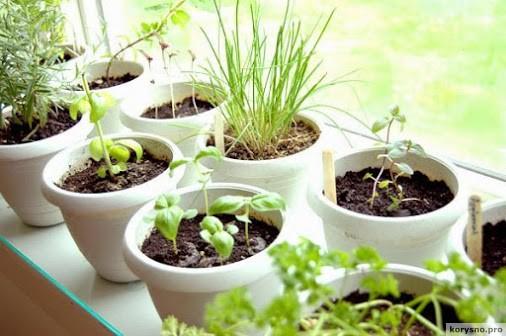 Выращиваем травы на кухне: идеи для мини-сада