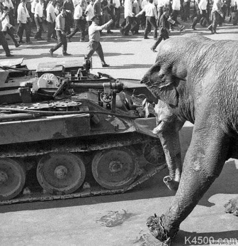 Трагическая судьба армянского слона Вовы