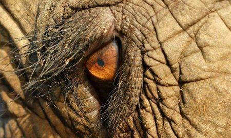 Трагическая судьба армянского слона Вовы