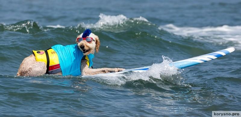 Фестиваль собачьего серфинга (фото)