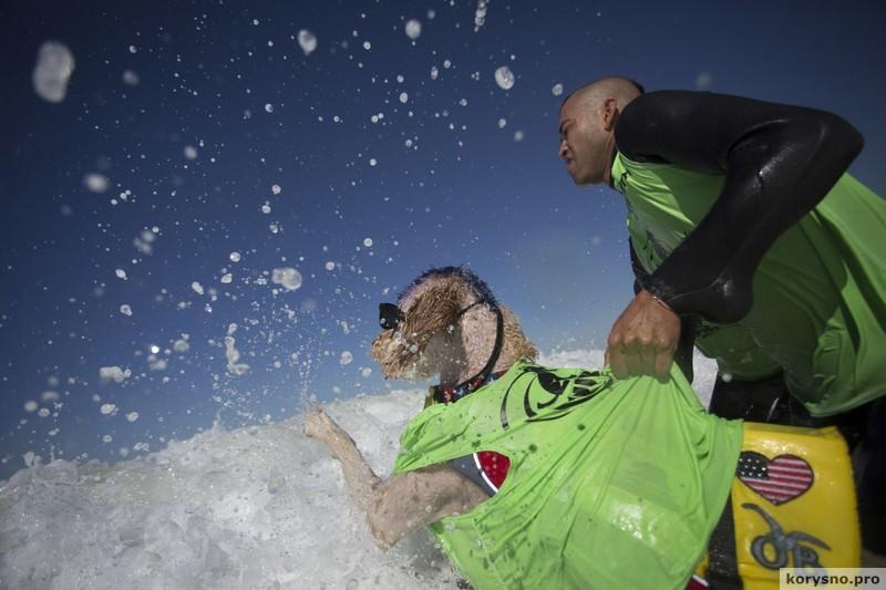 Фестиваль собачьего серфинга (фото)
