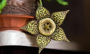Самые необычные комнатные растения, которые имеют инопланетный внешний вид