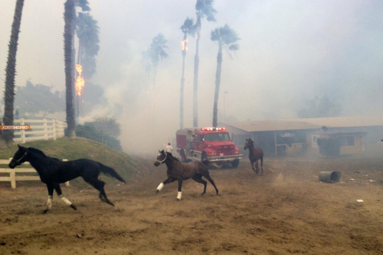 29 элитных скакунов сгорели на пожаре в Южной Калифорнии (фото)