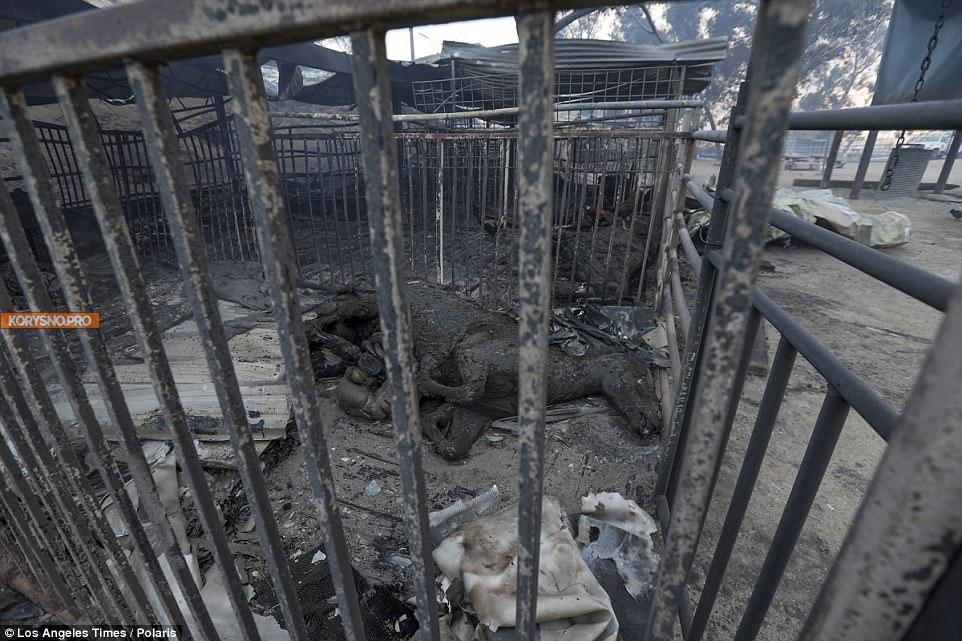 29 элитных скакунов сгорели на пожаре в Южной Калифорнии (фото)
