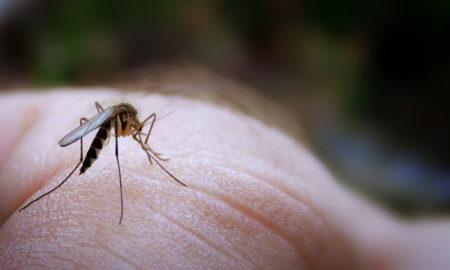 Ученые оценили влияние комариных укусов на иммунитет человека