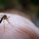 Ученые оценили влияние комариных укусов на иммунитет человека