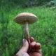 Как правильно искать грибы