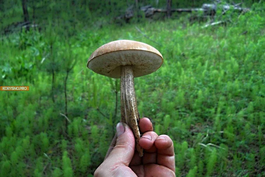 Как правильно искать грибы