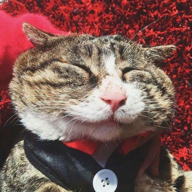 Ай Фей - очень эмоциональный кот, который тянет на звание короля драмы