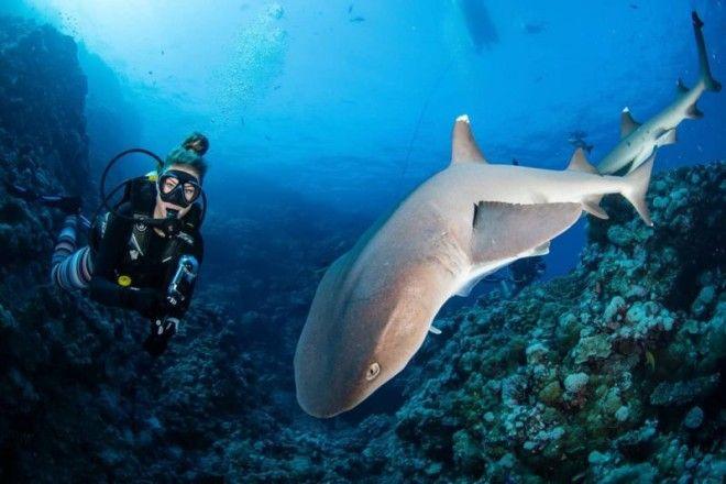 Удивительные кадры дайвера и подводного мира
