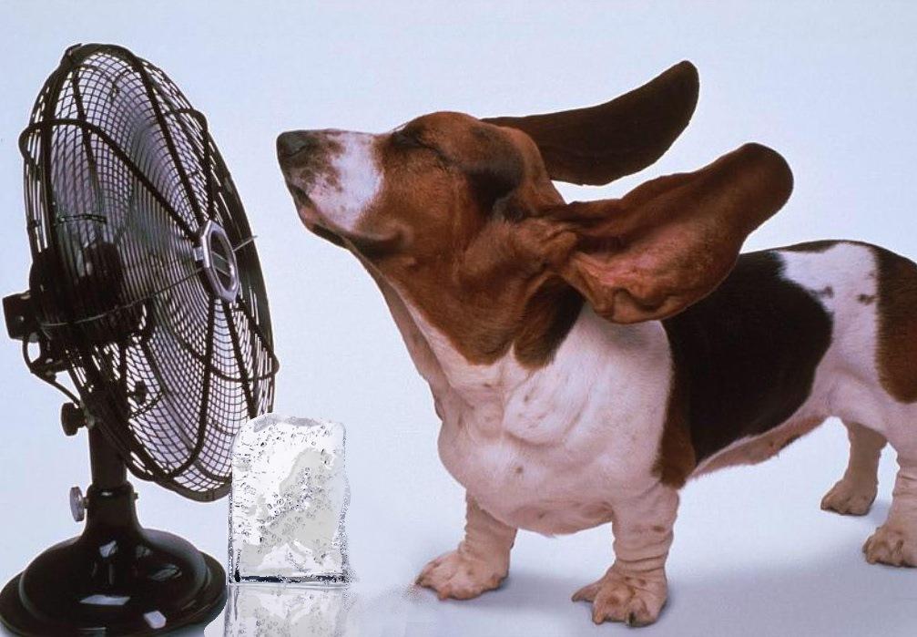 10 фактов о жаре: защищаемся! Советы