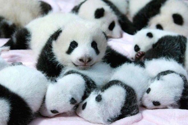 Детский садик для панд в Китае
