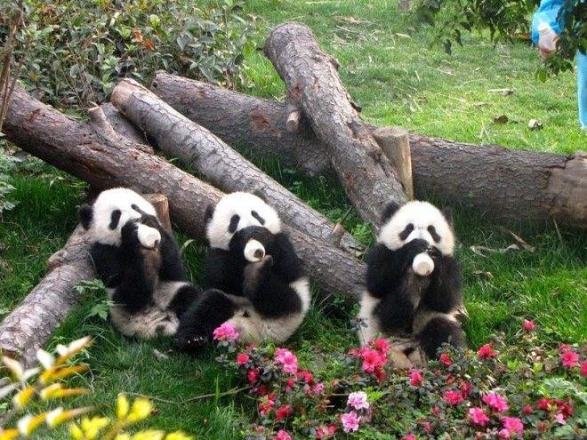 Детский садик для панд в Китае
