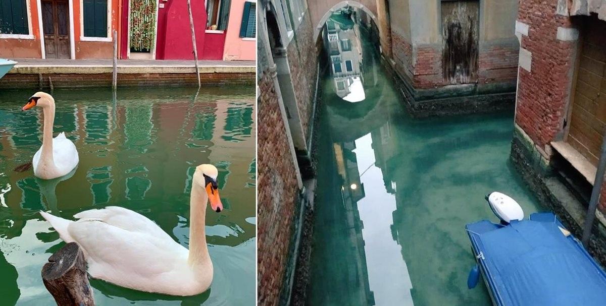Как изменилась вода в Венеции за время карантина