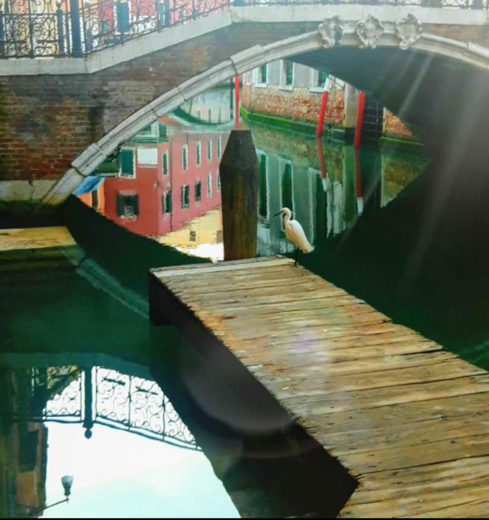 Как изменилась вода в Венеции за время карантина