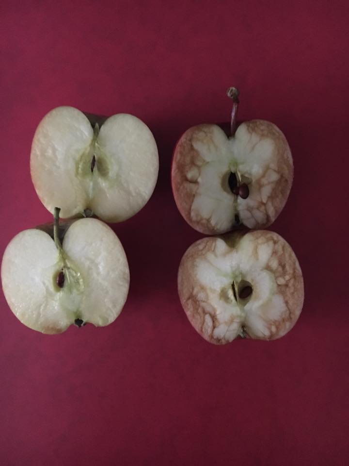 Учительница на примере яблок показала детям, к чему приводят издевательства в школе